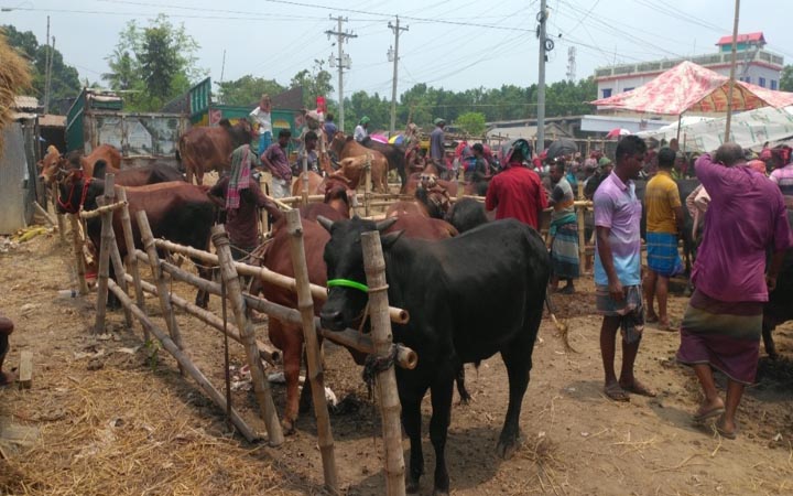 গাবতলীতে গরুর দাম শুনে হতাশ ক্রেতারা