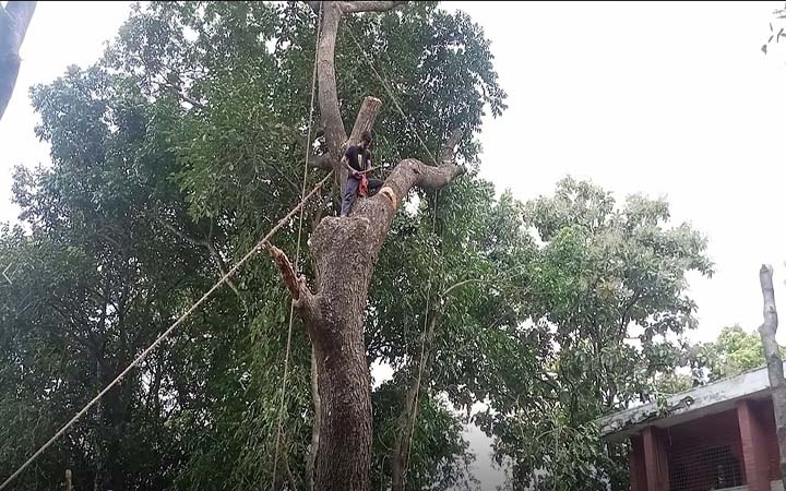 টেন্ডার ছাড়াই পাবনা জেলা পরিষদের গাছ কেটে সাবাড়, ফার্নিচার বানিয়ে হরিলুট