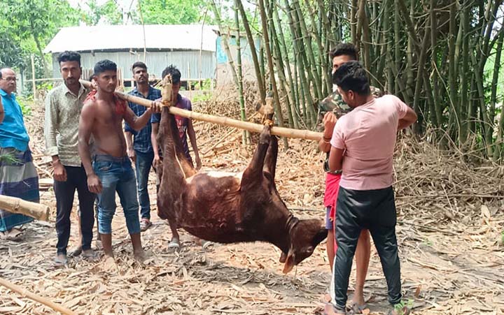 মাগুরায় অজ্ঞাত রোগে ৫ গরুর মৃত্যু