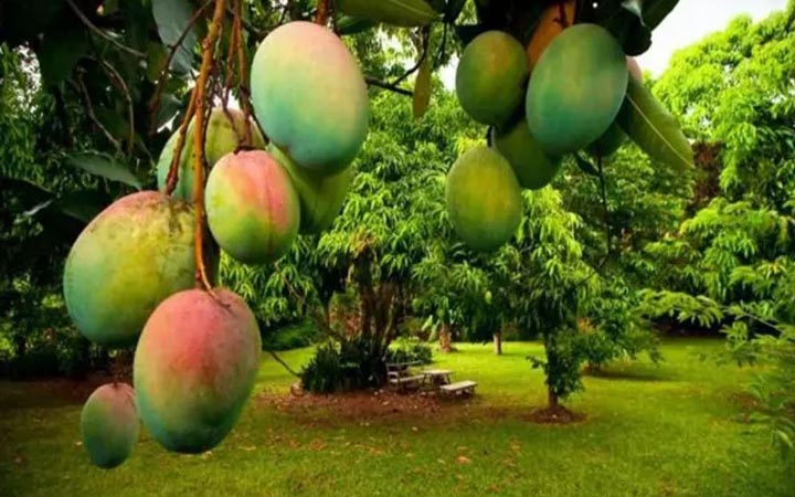ভালো আম চেনার উপায় জানুন