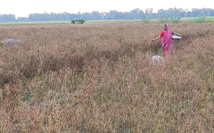 মানিকগঞ্জে অতিবৃষ্টিতে মরিচের ব্যাপক ক্ষতি