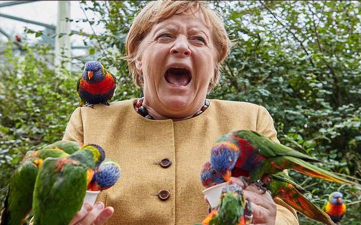 নির্বাচনী প্রচারণায় গিয়ে পাখির ঠোকর খেলেন মেরকেল!