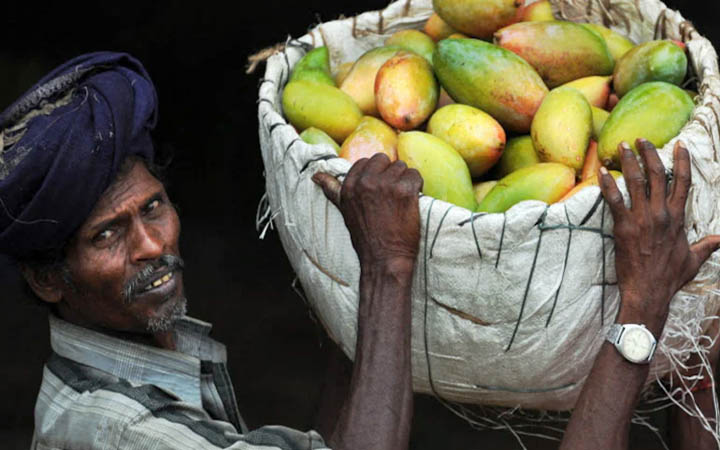 ভারত থেকে আম আমদানি নিষিদ্ধ করল জাপান