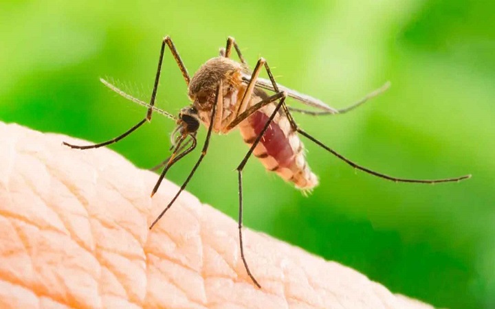 স্প্রে-কয়েল ছাড়াই মশা তাড়ান ঘরোয়া উপায়ে