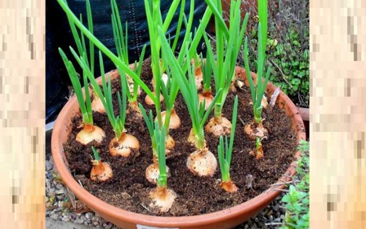 বাড়িতে টবে পেঁয়াজ চাষ করার পদ্ধতি