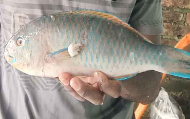 জেলের জালে ধরা পড়ল ‘প্যারটফিশ’