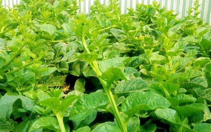 পুঁঁইশাকের উপকারিতা কি কি ..