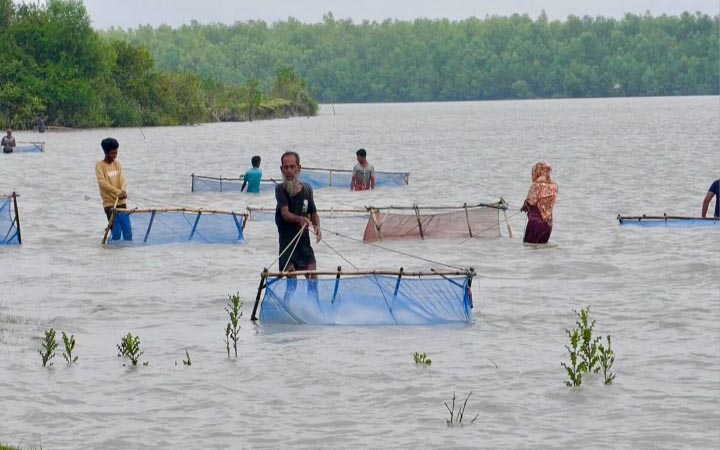 চিংড়ির রেণু শিকারের নামে ধ্বংস হচ্ছে সামুদ্রিক প্রাণীর লার্ভা