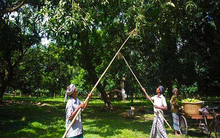 আজ থেকে রাজশাহীর আম পাড়া শুরু