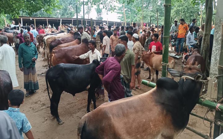 রামগঞ্জে কুরবানির হাটে ১৯ হাজার পশু
