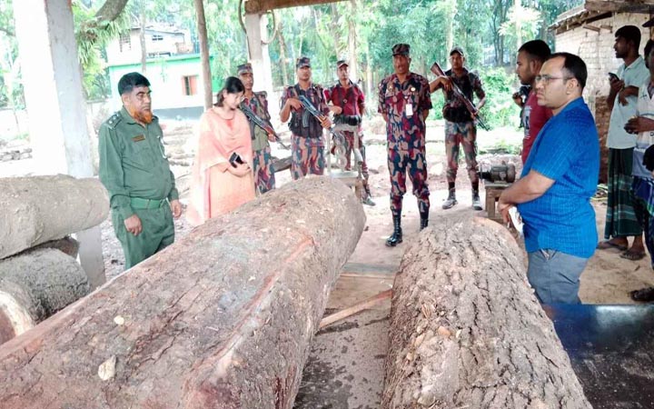 সাতক্ষীরায় ৪৭ লাখ টাকার কাঠ জব্দ, ৩ করাত কল সিলগালা