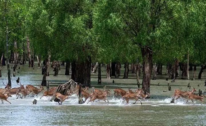 সাতক্ষীরা জেলাকে ‘এ’ ক্যাটাগরিতে উন্নীত করে প্রজ্ঞাপন