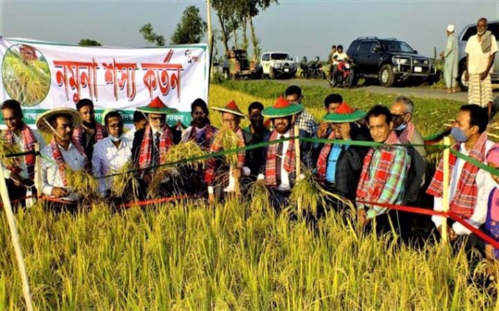 ঈশ্বরদীতে মাঠে নেমে ধান কাটলেন সিনিয়র সচিব