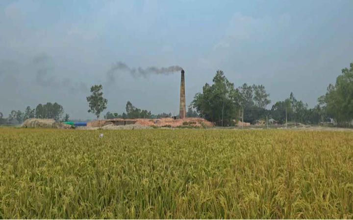 টাঙ্গাইলে অবৈধ ইটভাটার ধোঁয়ায় পুড়ল ২০০ বিঘা ধান