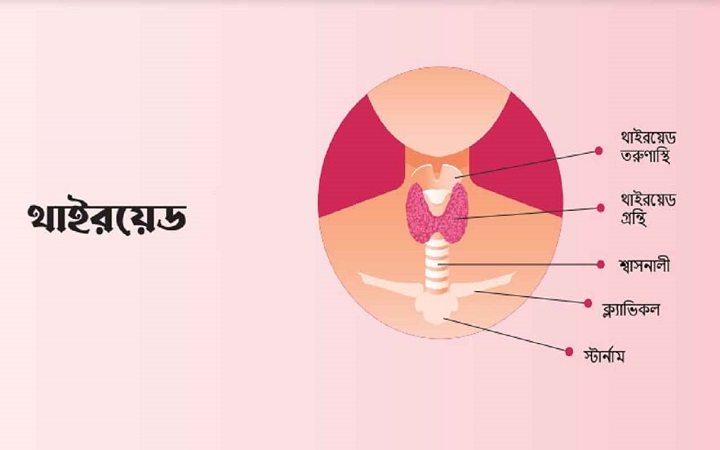 নীরবে ভয়ংকর থাইরয়েডের বিস্তার: দেশে ঝুঁকিতে ৫ কোটি মানুষ