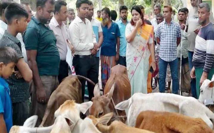 বাছুরের ওজন কম হওয়ায় বিতরণ না করে ফেরত দিলেন ইউএনও