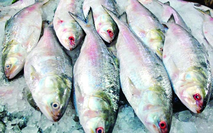 দূর্গাপুজায় ভারতে গেল ৫০৩ মেট্রিক টন ইলিশ