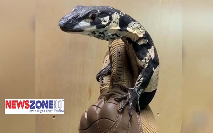 টিকটিকির দাম ৩০ লাখ টাকা!