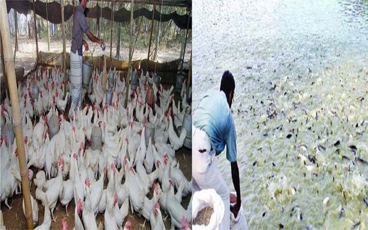 যেভাবে একই সাথে চাষ করবেন মাছ ও মুরগি