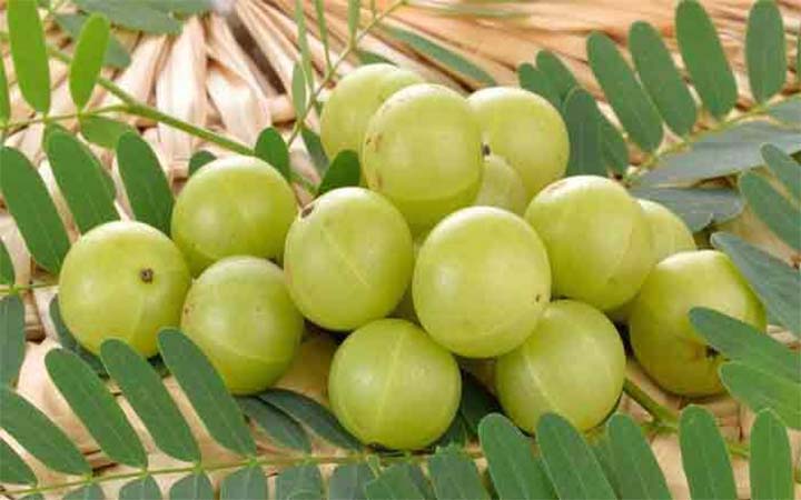 শীতে গুণাগুণ সমৃদ্ধ আমলকি