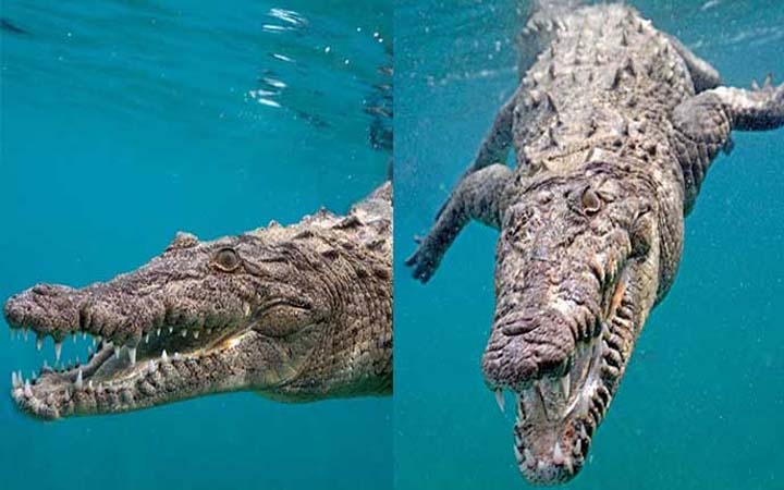 সমুদ্রতলে ব্যাপক পরিবর্তন আমেরিকার কুমিরকে টেনে এনেছিল ক্যারিবিয়ানে