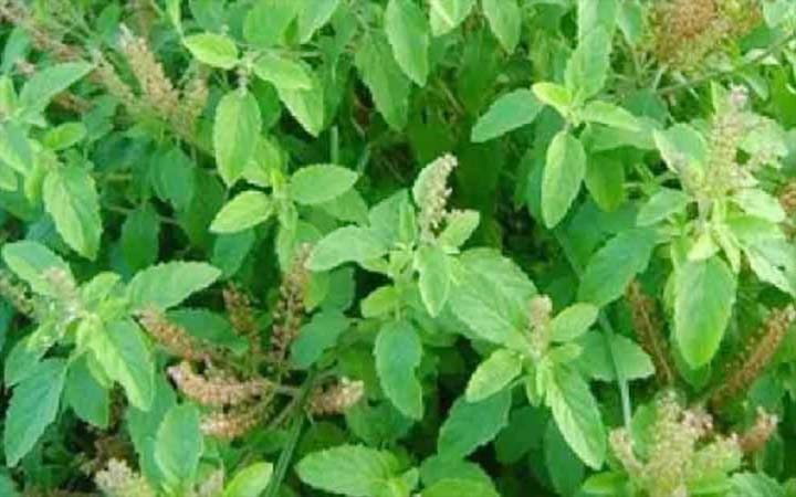 গুণে ভরা তুলসি পাতা