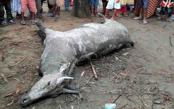 ঠাকুরগাঁওয়ে মানুষের ধাওয়ায় বিরল নীলগাইয়ের মৃত্যু