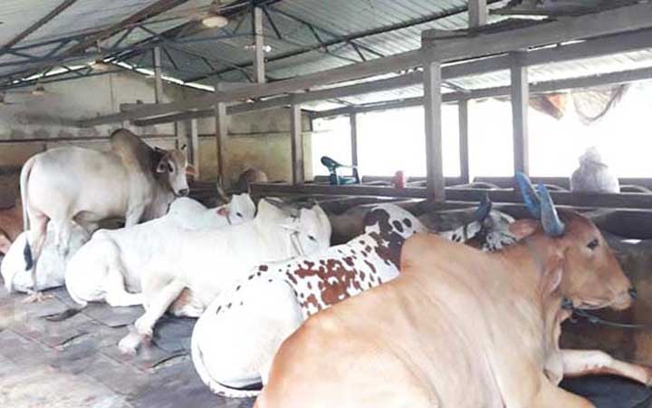 কোরবানীকে সামনে রেখে বিপাকে খামারীরা