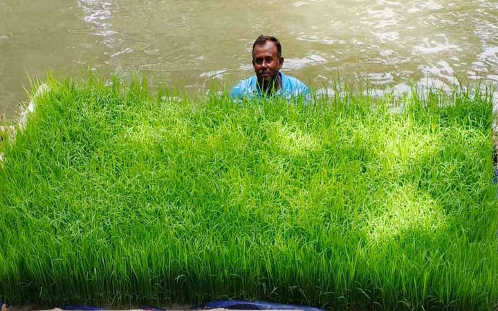জলবায়ু অভিযোজনে কৃষকের কৌশল, ভাসমান বীজতলা!