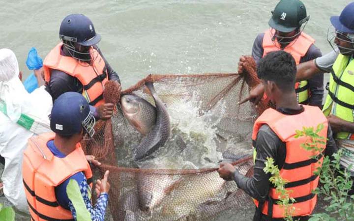 হেলমেট পরে মাছ ধরতে হয় রাজশাহীর এক পুকুরে