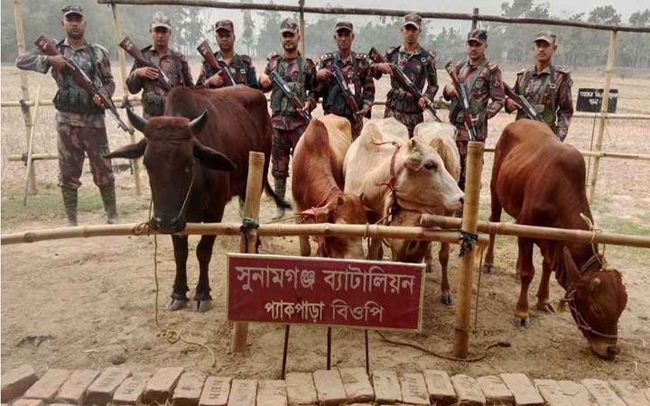 দোয়ারাবাজার সীমান্ত থেকে ৫টি ভারতীয় গরু জব্দ