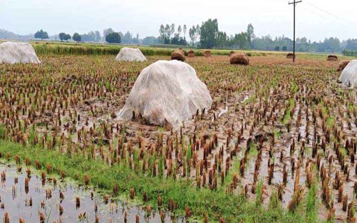 বৃষ্টিতে মাঠে পচছে বোরো ধান, বিপাকে কৃষক