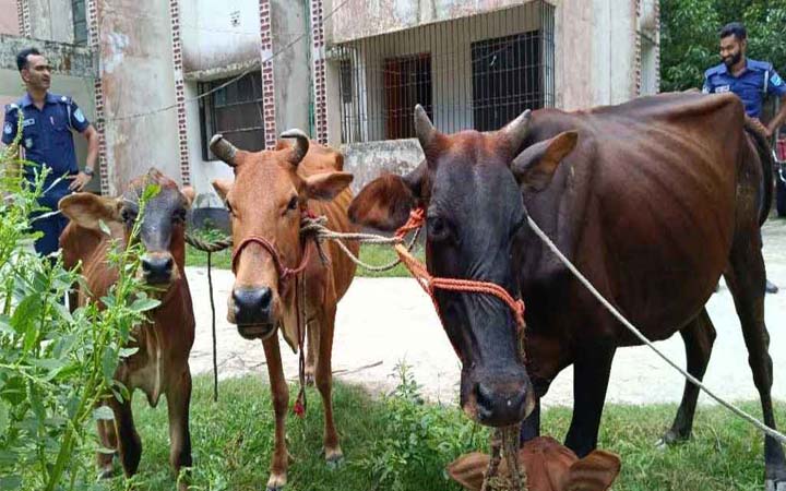 কিশোরগঞ্জে চোরাই গরুসহ পিকআপ জব্দ