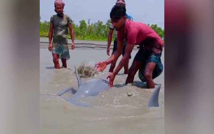 নিঝুমদ্বীপে জোয়ারের পানিতে ভেসে এলো এক জোড়া ডলফিন