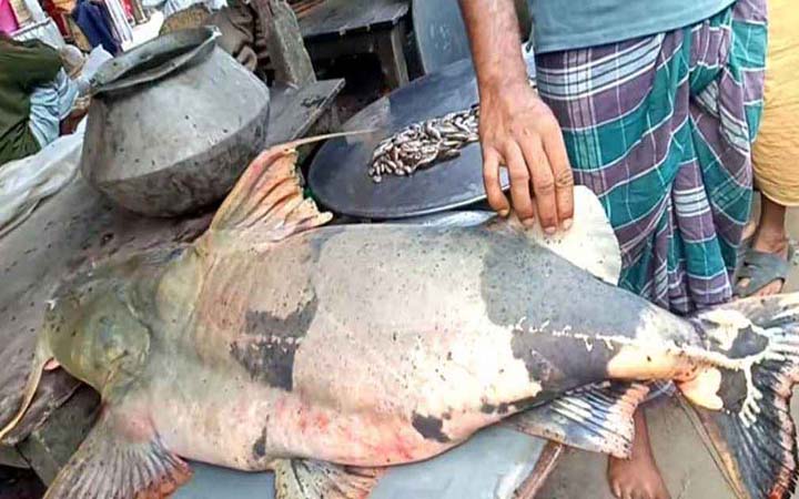 পদ্মায় ধরা পড়ল ৪২ কেজির বাগাড়