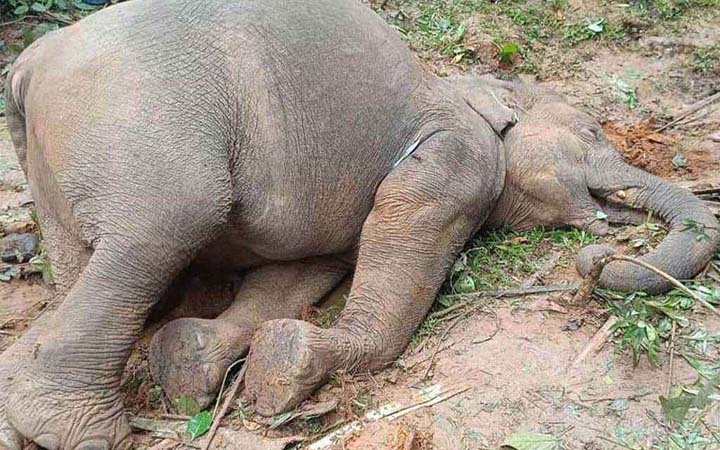 বিদ্যুৎস্পর্শে বন্য হাতির মৃত্যু