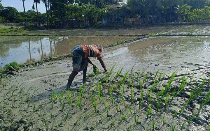 কাদার ভেতর স্বপ্ন বুনছেন উপকূলের কৃষকরা