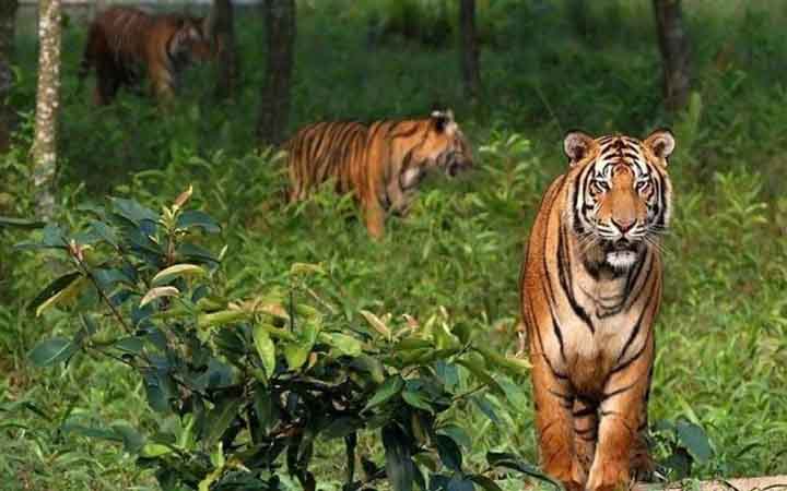 বন্যপ্রাণী সংরক্ষণে যে কৌশলে সাফল্য পেল ভারত