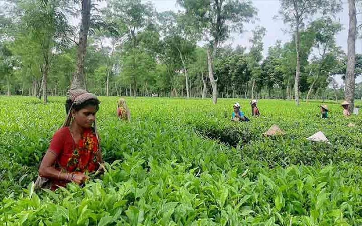 কাজে যোগ দিলেন চা শ্রমিকরা
