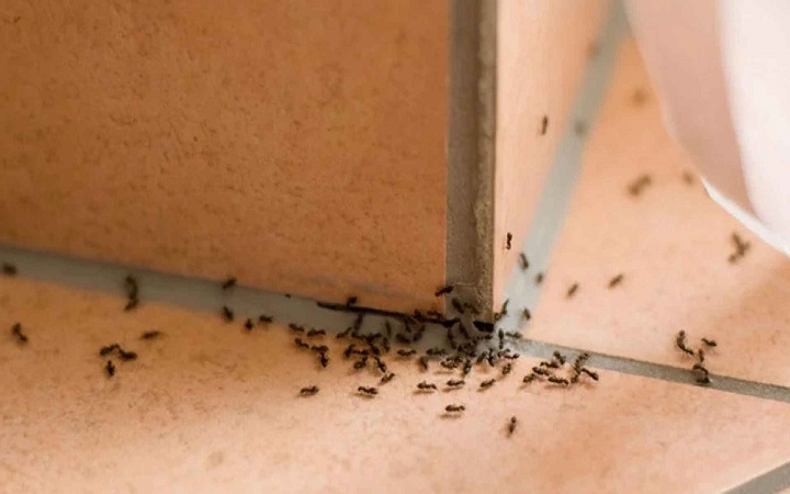 রান্নাঘর থেকে পিঁপড়া দূর করার ঘরোয়া উপায়