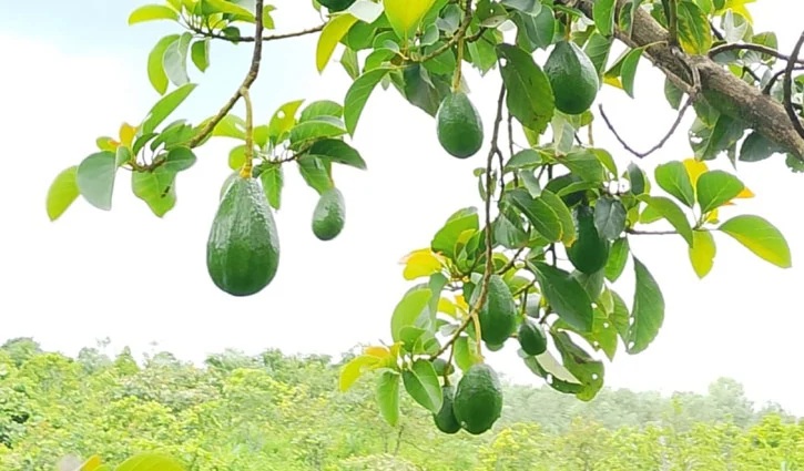 বান্দরবানে ম্যাক্সিকোর ফল অ্যাভোকাডো আবাদ শুরু