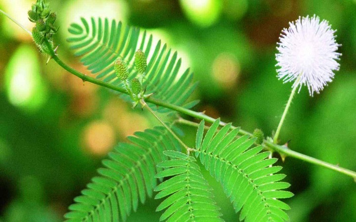 সাদা লজ্জাবতী গাছের শেকড়ের উপকারিতা সকল পুরুষের জানা উচিত