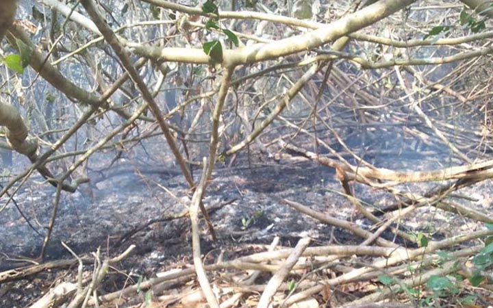 সুন্দরবনে আগুন লাগার ঘটনায় তদন্ত কমিটি গঠন