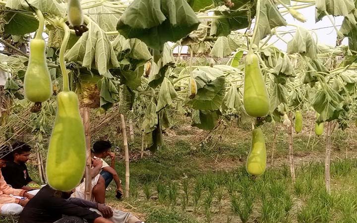 দুর্বৃত্তদের কান্ড, কৃষক রাশেদ পথে বসেছে