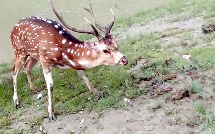 ভোলায় লোকালয়ে চিত্রা হরিণ, পরে বনে অবমুক্ত
