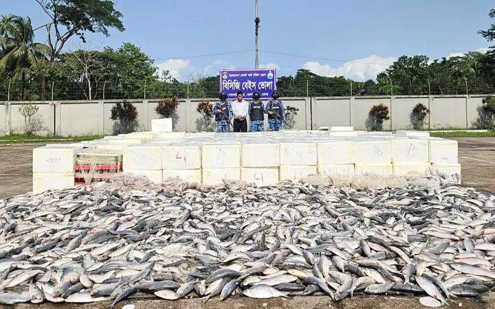 ভোলায় ১ কোটি টাকার অবৈধ সামুদ্রিক ইলিশ জব্দ