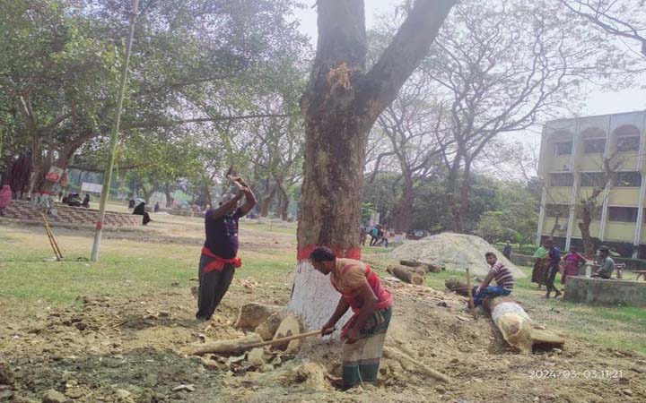 ইসলামী বিশ্ববিদ্যালয় : পুরোনো গাছ কেটে নির্মিত হচ্ছে 'বৈশাখী মঞ্চ'