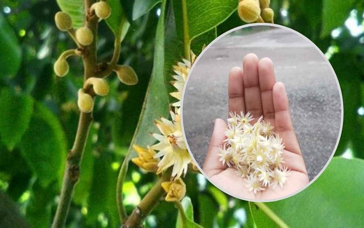 বকুল ফুল: প্রকৃতির ছোট্ট তারা