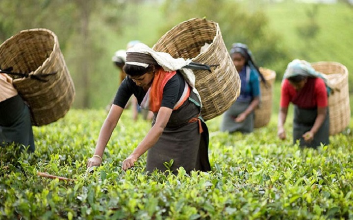 আজ জাতীয় চা দিবস