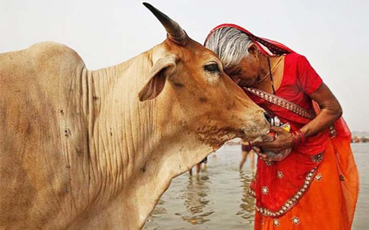 গরুকে ভারতের ‘জাতীয় পশু’ ঘোষণার সুপারিশ